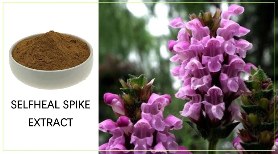 Selfheal Spike Extract 2 Selfheal Spike Extract 2
